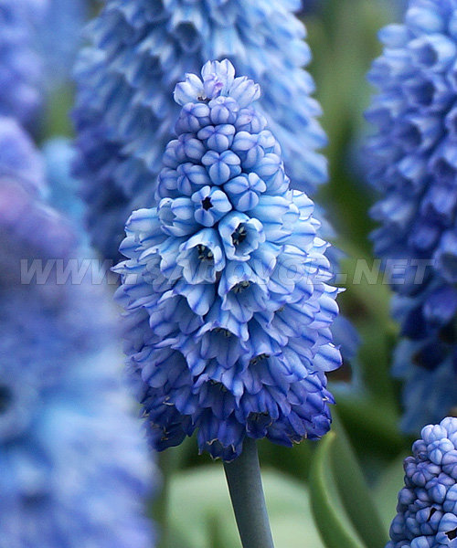 Мускари Азуреум 1шт (КолЛайн) 10шт/уп