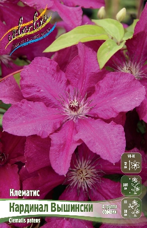 Клематис Кардинал Вышинский 1шт (КолЛайн) 2шт/уп
