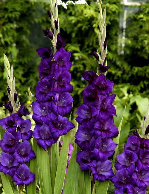 Гладиолус Пурпл Флора 12/14 1шт (КолЛайн) 7шт/уп