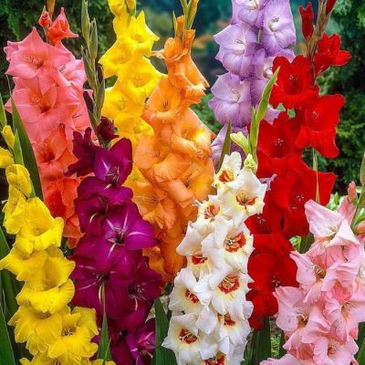 Гладиолус Тропикана Микс 10/12 1шт (КолЛайн) 6шт/уп