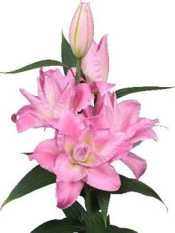 Лилия Бадесса 1шт (КолЛайн) 3шт/уп