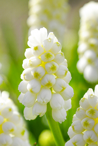 Мускари Уайт Бьюти 6/+ 1шт (Садовита) 10шт/уп