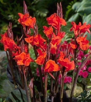 Канна Ред Кинг Хумберт 1шт (Садовита) 