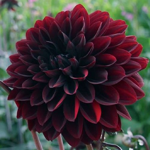 Георгина Дарк Фубуки 1шт (КолЛайн)