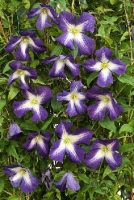 Клематис Литтл  Бас 1шт (КолЛайн) 2шт/уп