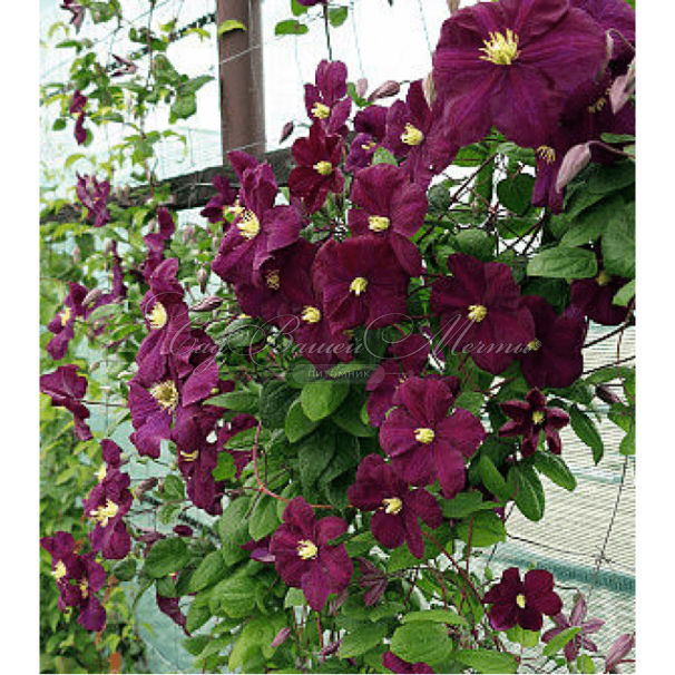 Клематис Славянка  Р9 1шт (КолЛайн)