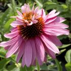 Эхинацея Даббл Деккер 1шт (КолЛайн)