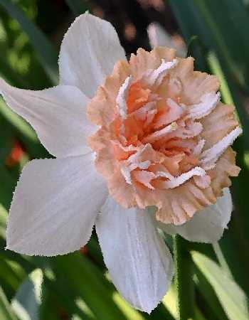 Нарцисс Петит Фо 12/14 1шт (КолЛайн) 3шт/уп