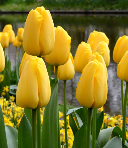 Тюльпан Голден Парад 1шт (КолЛайн) 10шт/уп