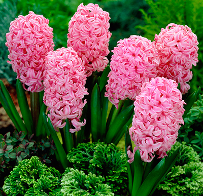 Гиацинт Анна Мари 14/15 1шт (Садовита) 3шт/уп