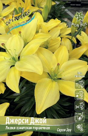 Лилия Джерси Джой 12/14 1шт (КолЛайн) 5шт/уп