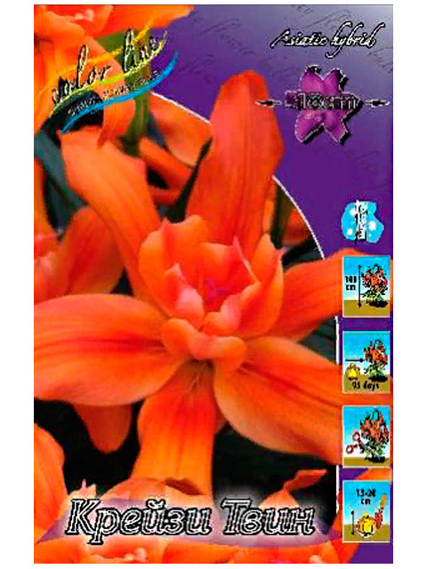 Лилия Крейзи Твин 12/14 1шт (КолЛайн) 5шт/уп