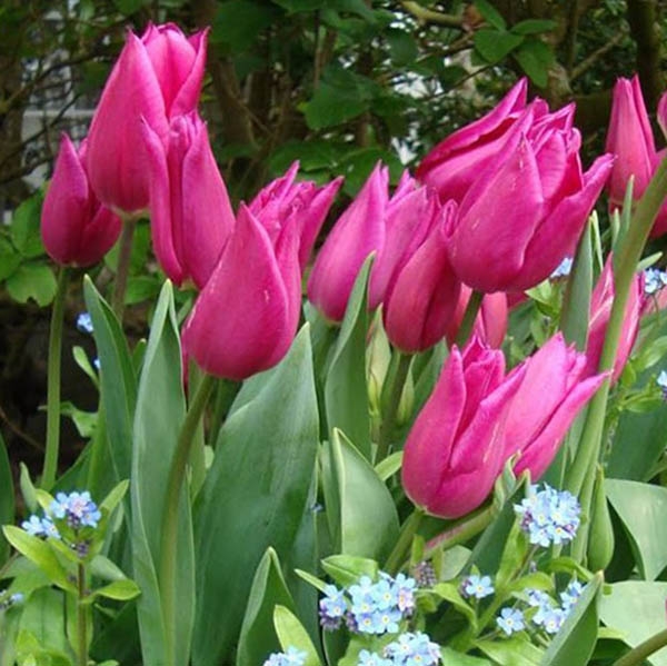 Тюльпан Лили Нита 1шт (КолЛайн) 10шт/уп