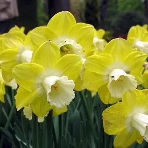 Нарцисс Авалон 12/14 1шт (КолЛайн) 2шт/уп