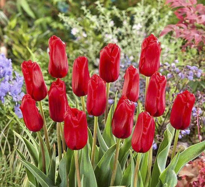 Тюльпан Рэд Прауд 1шт (КолЛайн) 7ш/уп