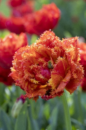 Тюльпан Ми Амор 1шт (КолЛайн) 8шт/уп