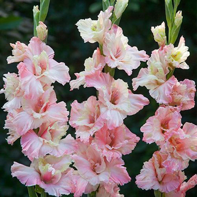 Гладиолус Миндсет 10/12 1шт (КолЛайн) 5шт/уп