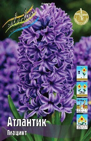Гиацинт Атлантик 14/15 1шт (КолЛайн)