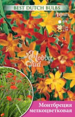 Монтбреция мелкоцветковая Монпансье 6/8 1шт (НК) 10шт/уп