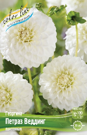Георгина Петраз Веддинг 1шт (КолЛайн)