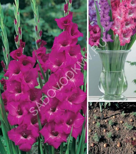 Гладиолус Фиделио 12/14 1шт (НК) 10шт/уп