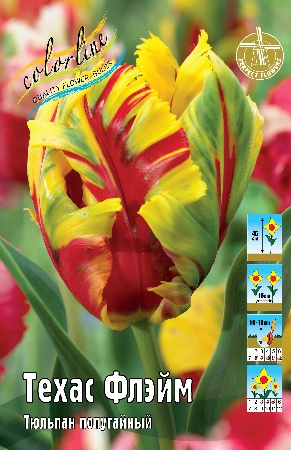 Тюльпан Техас Флэйм 1шт (КолЛайн) 3шт/уп