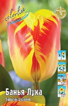 Тюльпан Банья Лука 12/+ 1шт (КолЛайн) 7шт/уп