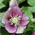 Морозник Притти Эллен Споттед 1шт (КолЛайн) 