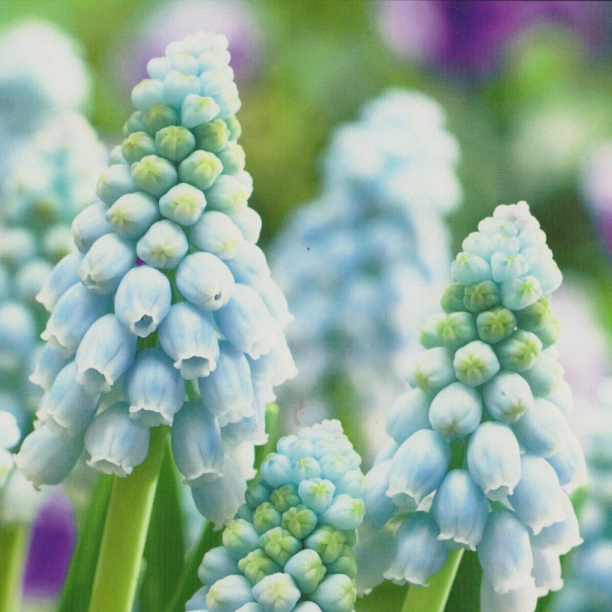 Мускари Океан Мэджик 1шт (Садовита) 8шт/уп