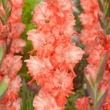 Гладиолус Харьков 10/12 1шт (КолЛайн) 8шт/уп