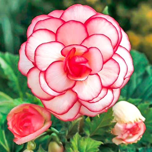 Бегония Пикоти бело-красная 1шт (Садовита) 3шт/уп