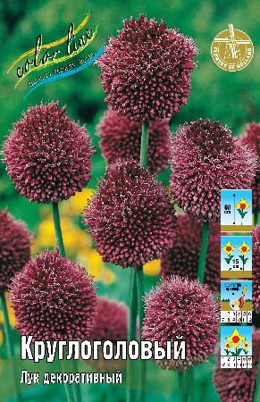 Лук декоративный Круглоголовый 1шт (КолЛайн) 10шт/уп