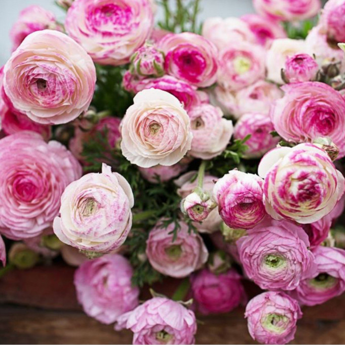 Ранункулюс Пикоти Розовый 1шт (КолЛайн) 10шт/уп