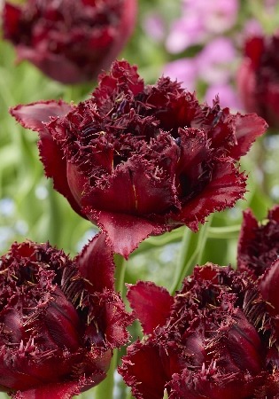 Тюльпан Аяччио 11/12 1шт (КолЛайн) 2шт/уп