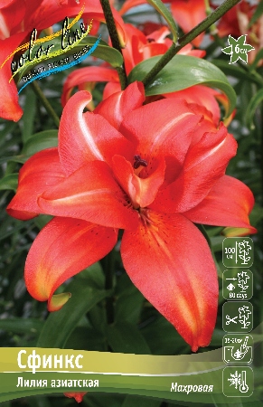 Лилия Сфинкс 12/14 1шт (КолЛайн) 5шт/уп