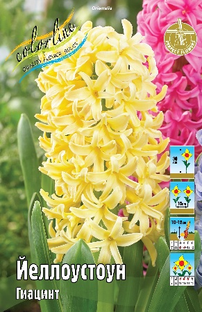 Гиацинт Йеллоустоун 14/15 1шт (КолЛайн) 