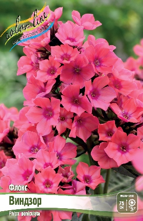Флокс Виндзор 1шт (КолЛайн) 2шт/уп