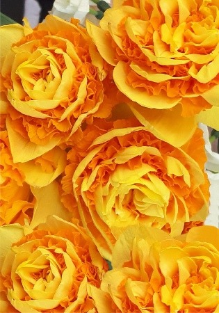 Нарцисс Суада Дабл 14/16  1шт (КолЛайн) 2шт/уп