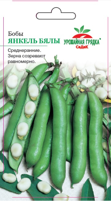 Бобы Янкель Бялы 10г ц/п (Седек) семена крупные, бежевые, яйцевидные
