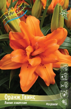 Лилия Оранж Твинс 1шт (КолЛайн)