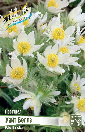 Прострел Уайт Беллз 1шт (КолЛайн)