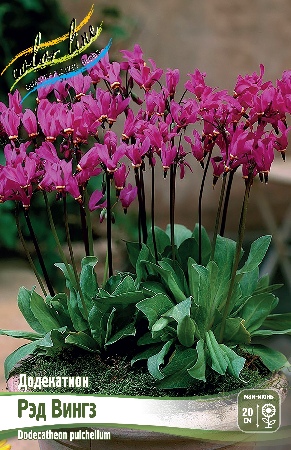 Додекатеон Рэд Вингз 1шт (КолЛайн) 2шт/уп