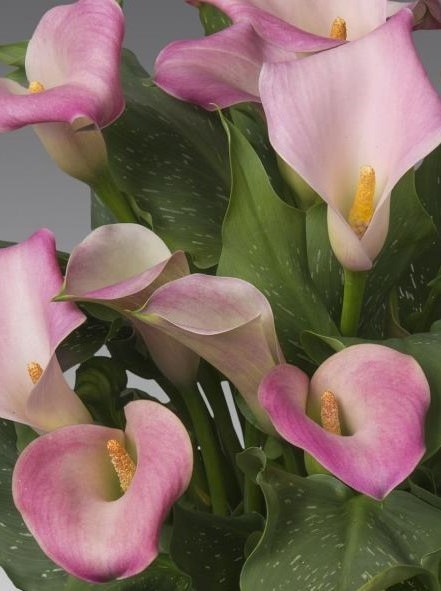 Калла Капитан Марреро 1шт (КолЛайн) 2шт/уп