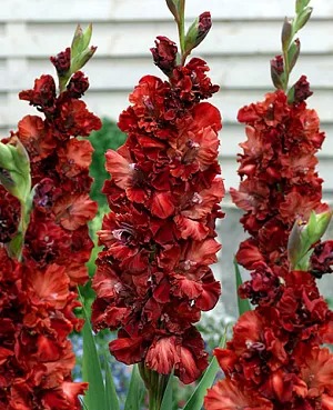 Гладиолус Омск 10/12 1шт (КолЛайн) 8шт/уп