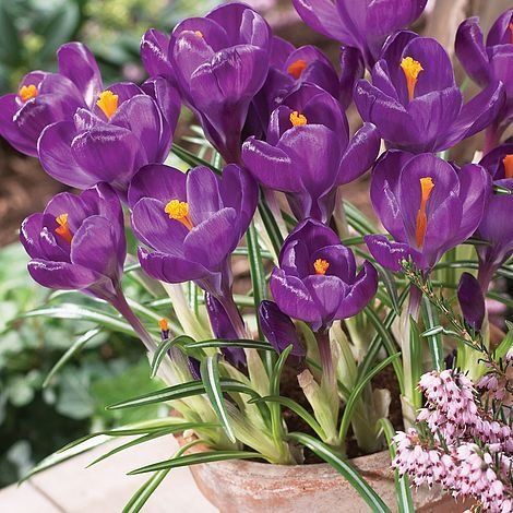 Крокус Флауэр Рекорд 7/8 1шт (КолЛайн) 5шт/уп