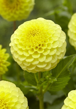 Георгина Голден Торч 1шт (КолЛайн)