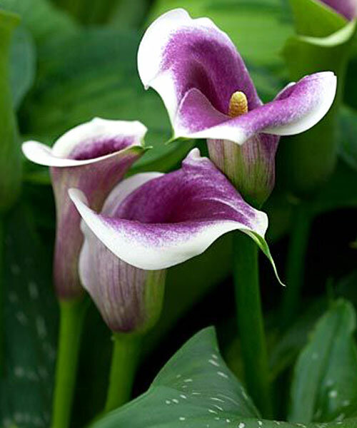 Калла Пикассо 12/14 1шт (Садовита) 2шт/уп