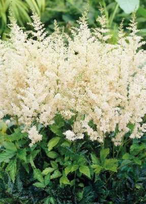 Астильба Изи Листенинг (Дюнес Деликейт) 2/3 1шт (КолЛайн) 