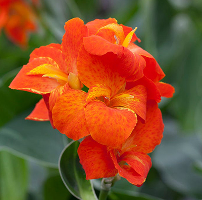 Канна (Зелен) Хэппи Клео Cannasol 1шт (КолЛайн) 