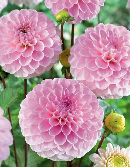 Георгина Визард оф Оз 1шт (КолЛайн)